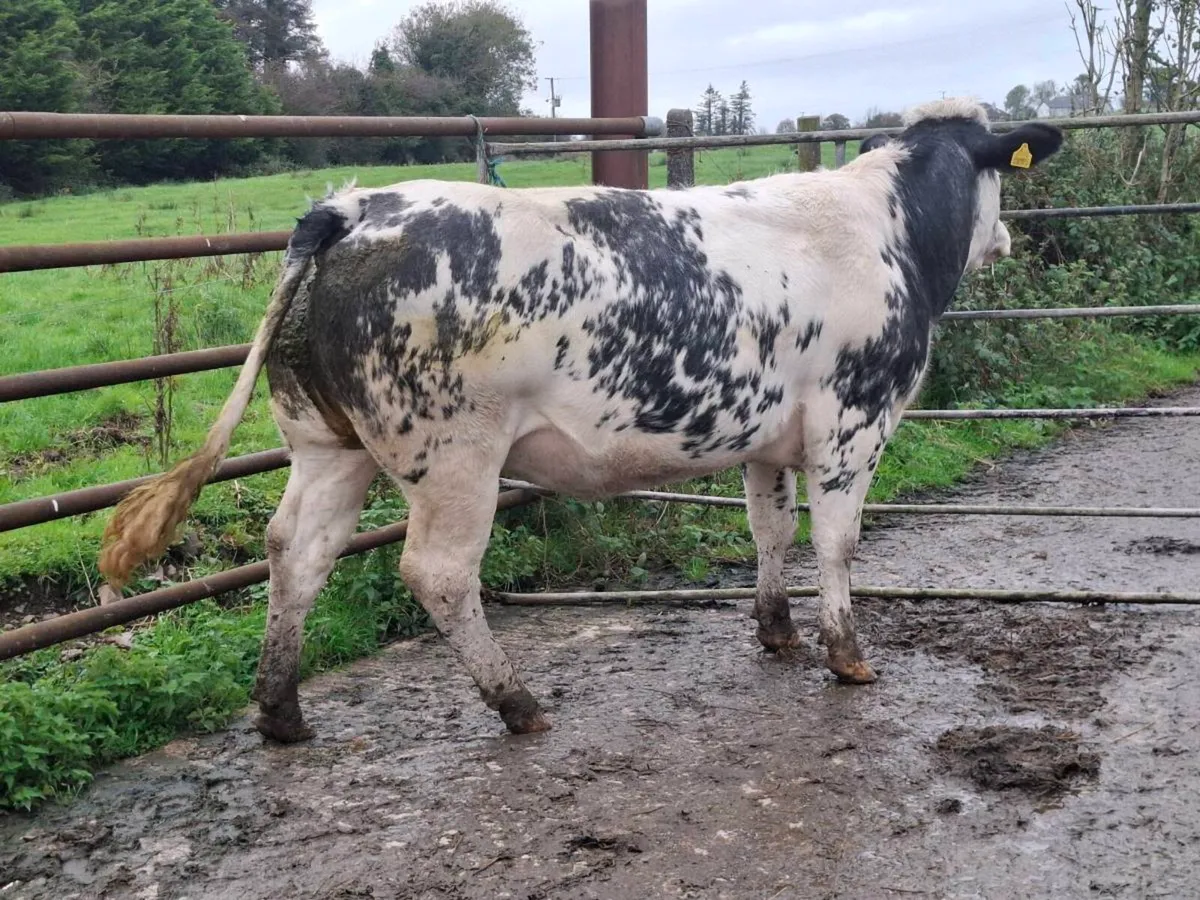 SUPER SHOW SPRINGING HEIFER - Image 1