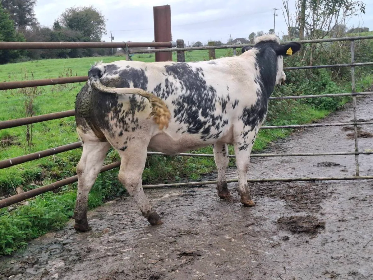 SUPER SHOW SPRINGING HEIFER - Image 2