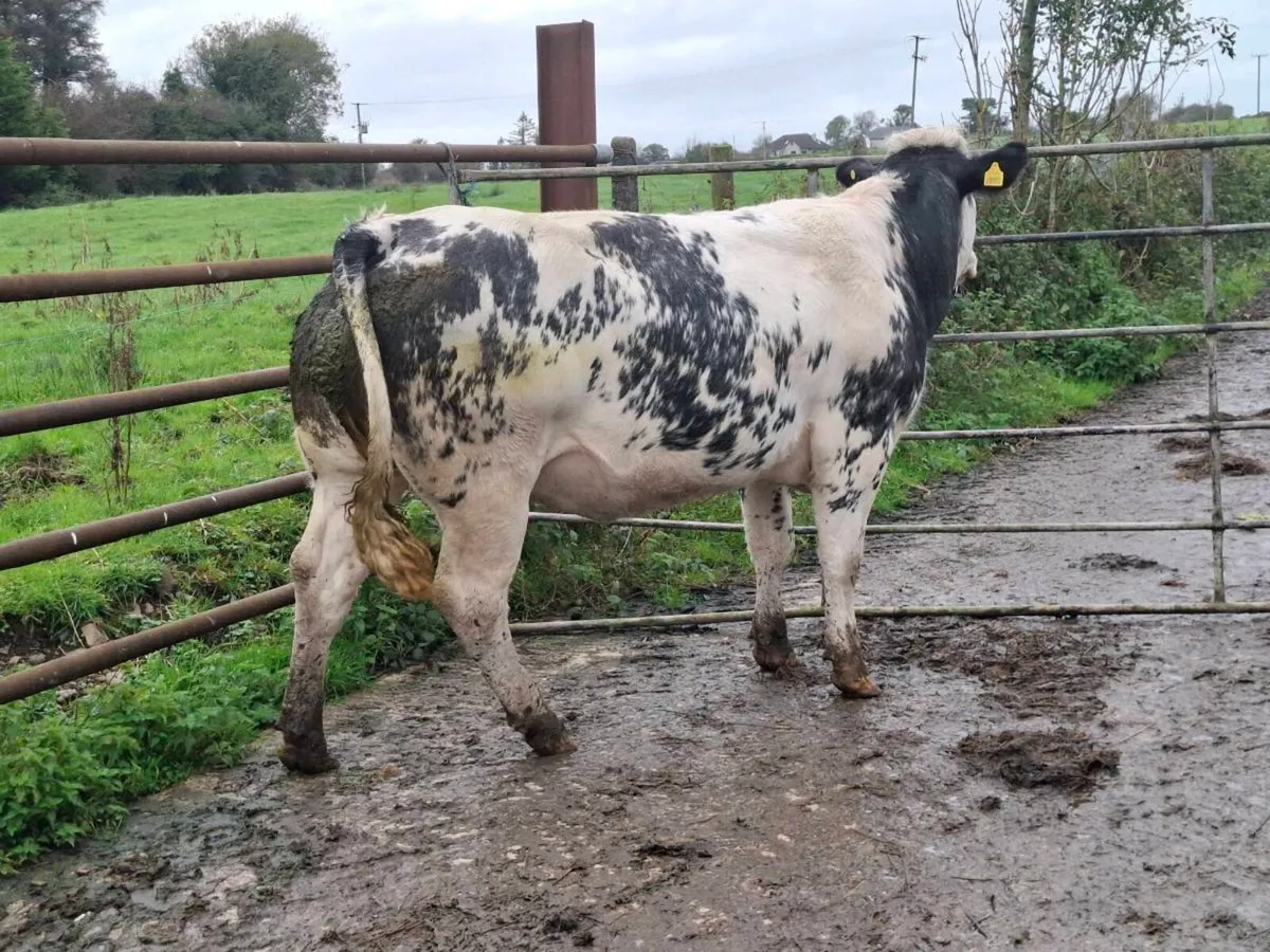 SUPER SHOW SPRINGING HEIFER - Image 3
