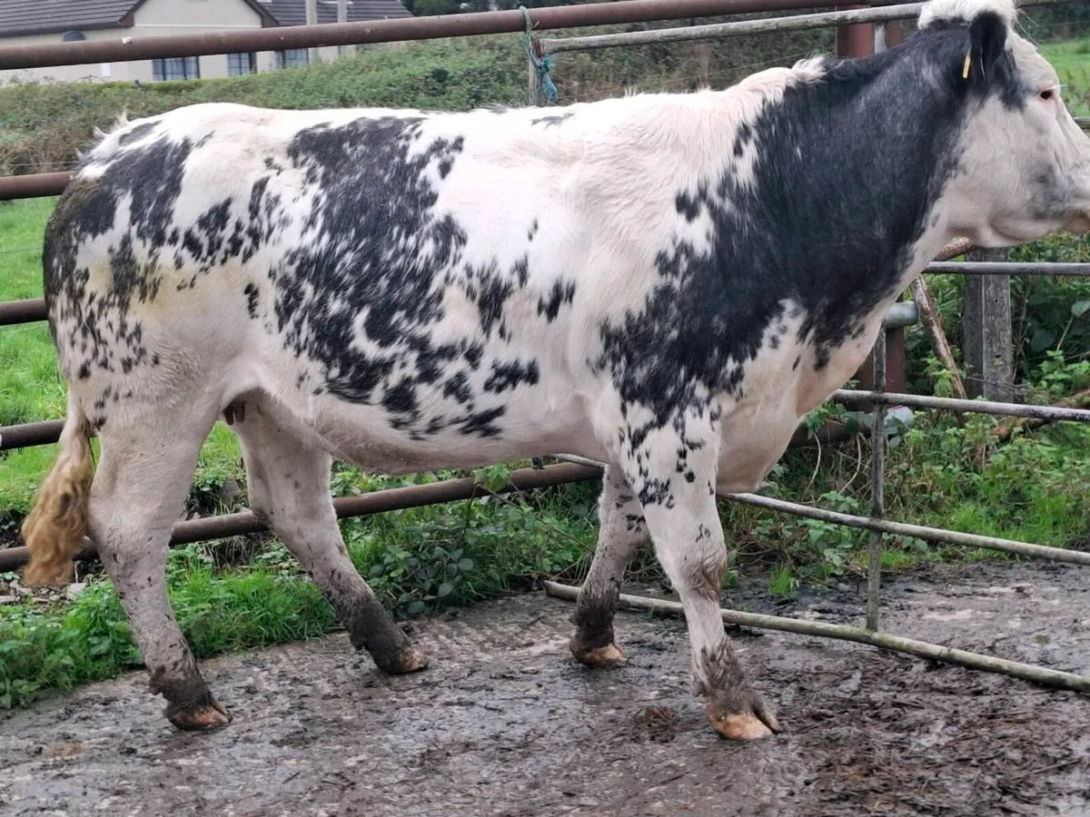SUPER SHOW SPRINGING HEIFER - Image 4