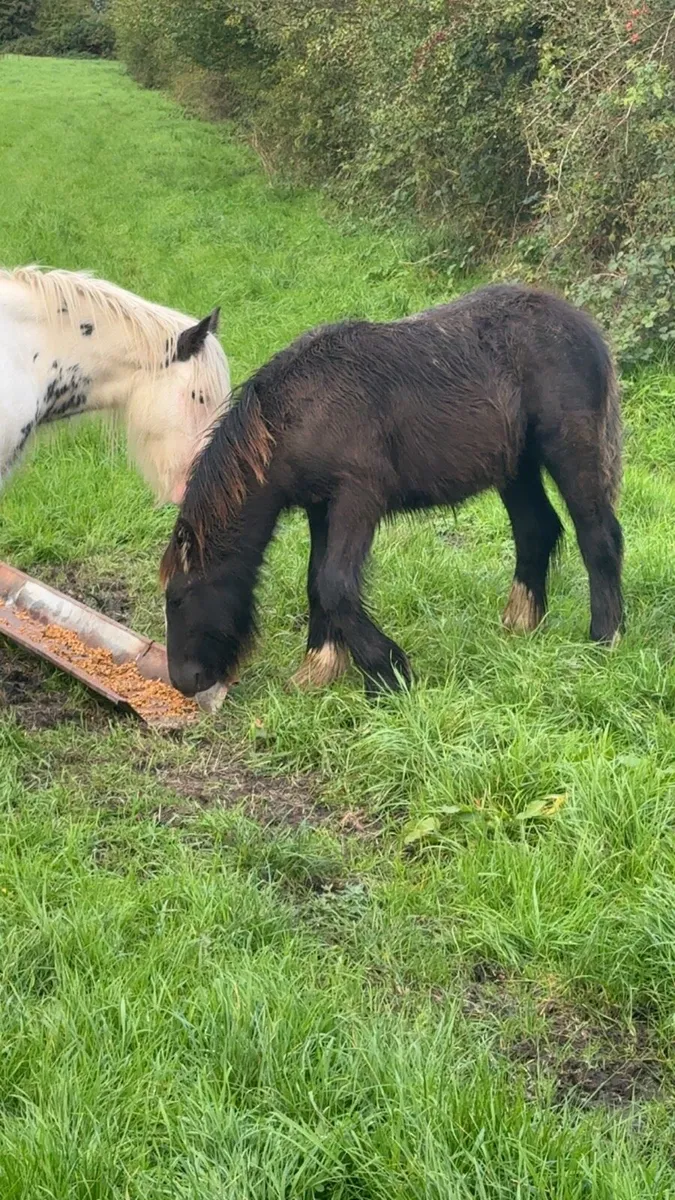 7 month old colt foal for sale - Image 4