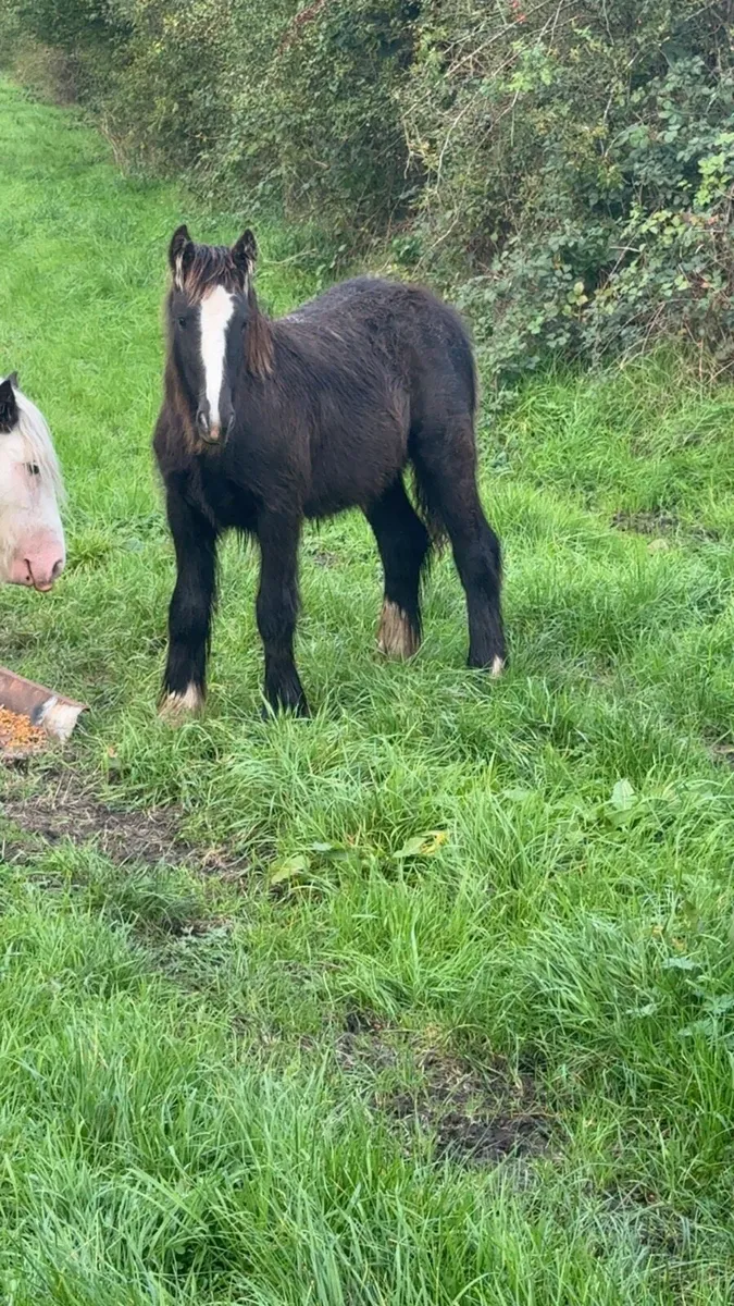 7 month old colt foal for sale - Image 2