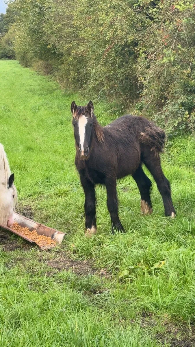7 month old colt foal for sale - Image 1