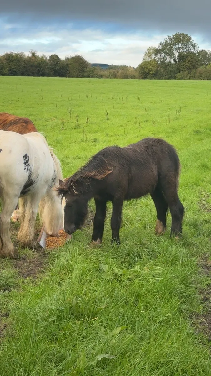 7 month old colt foal for sale - Image 3