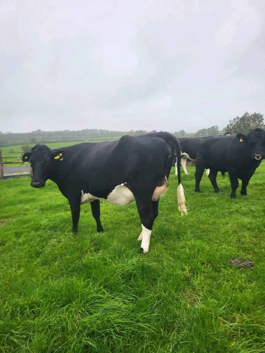 Freshly calved heifer - Image 3
