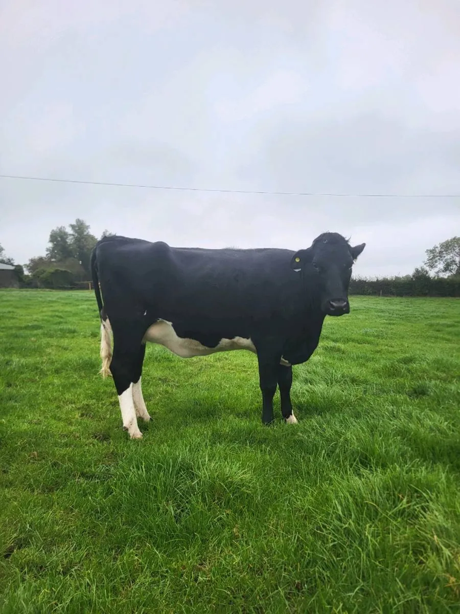 Freshly calved heifer - Image 4
