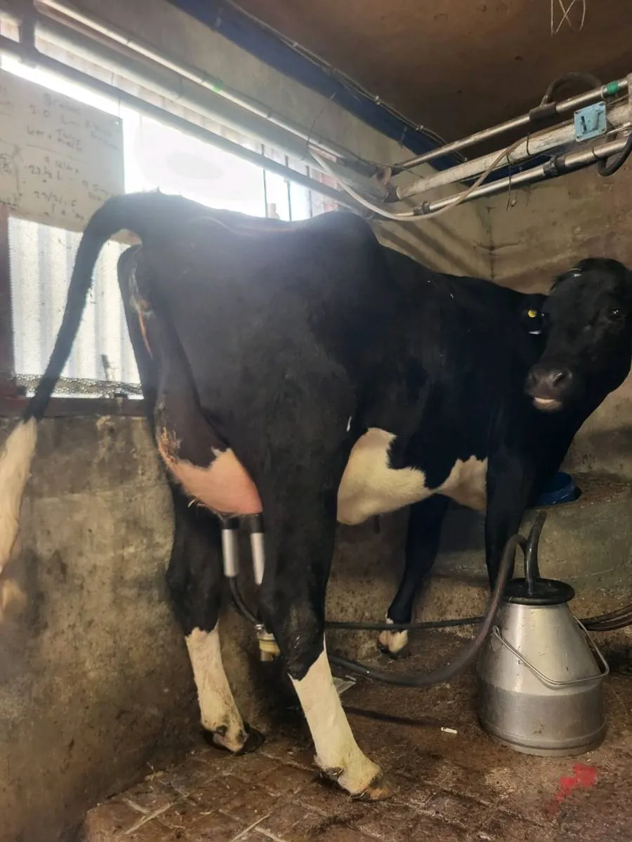 Freshly calved heifer - Image 1