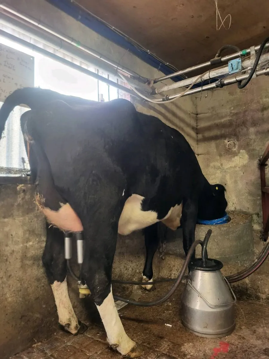 Freshly calved heifer - Image 2