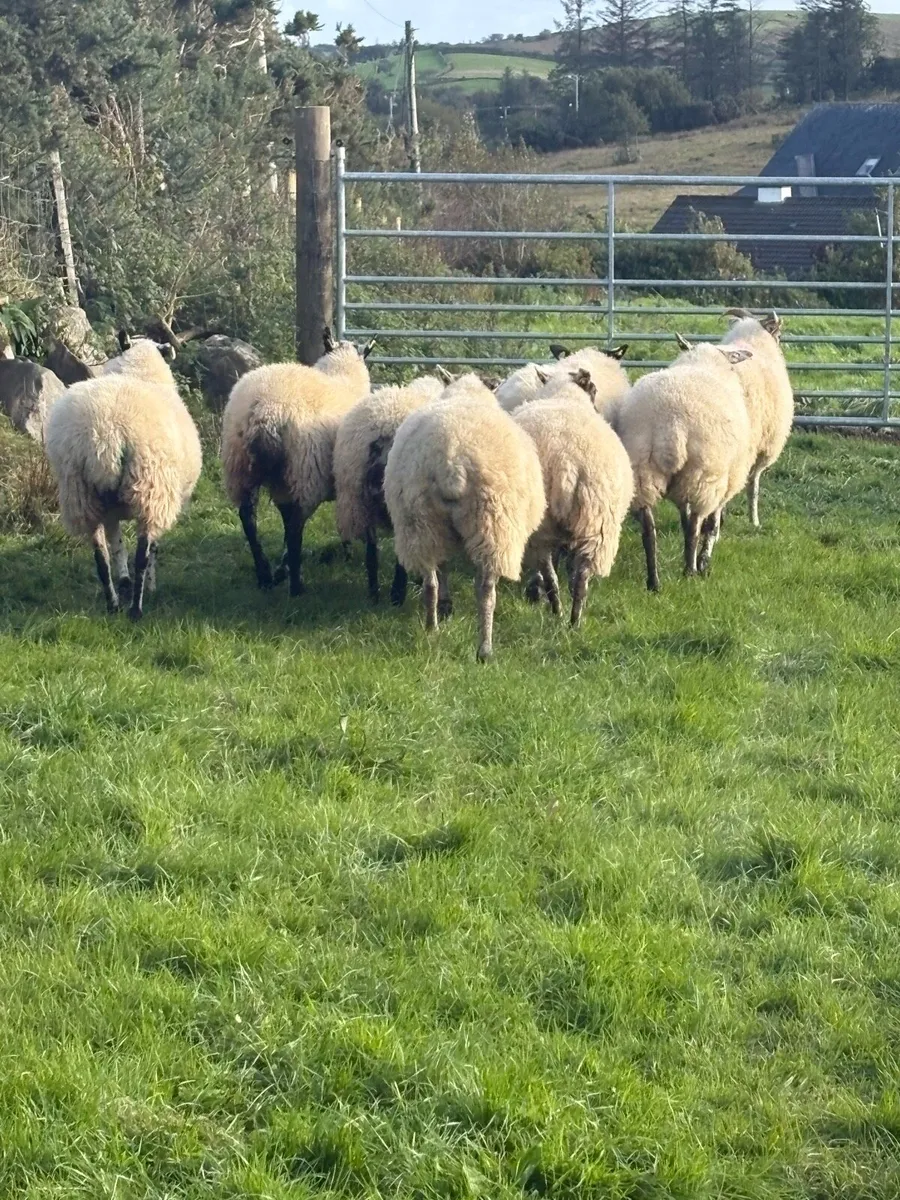 Crossbred hoggets for sale - Image 2