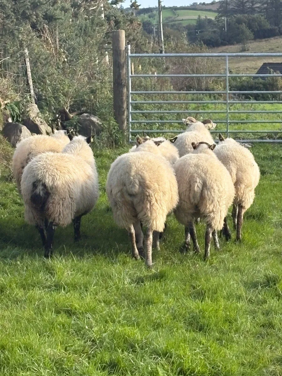 Crossbred hoggets for sale - Image 3
