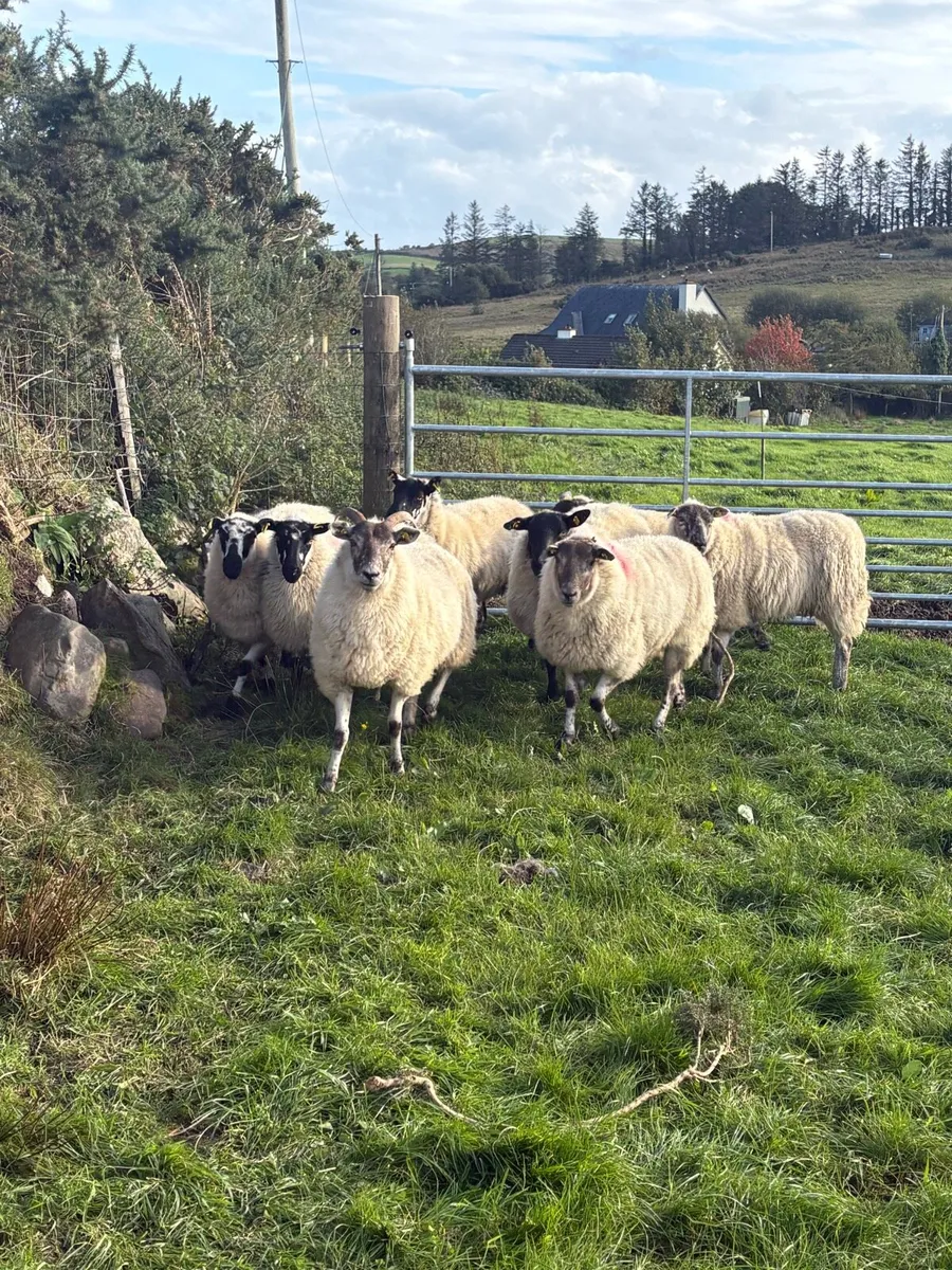 Crossbred hoggets for sale - Image 4