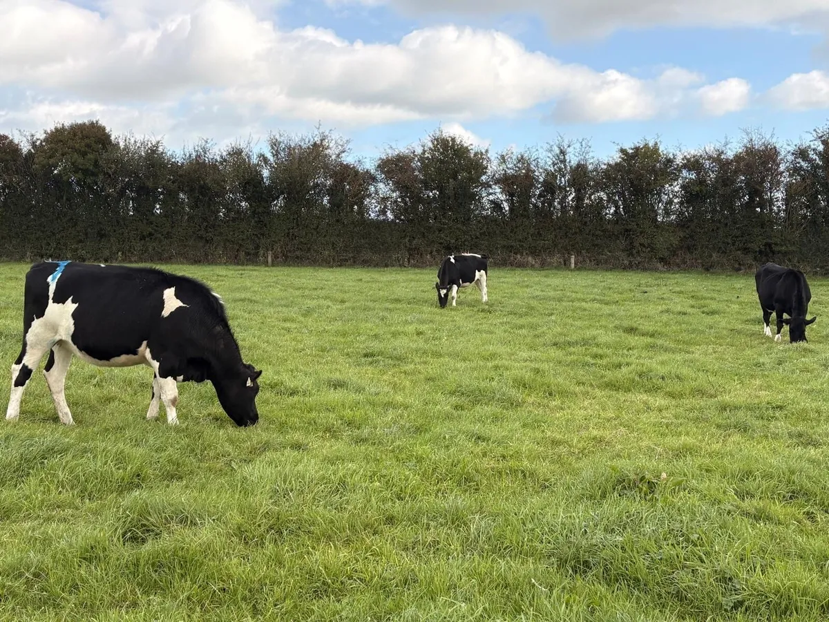Pedigree Friesian Heifers for Sale - Image 2