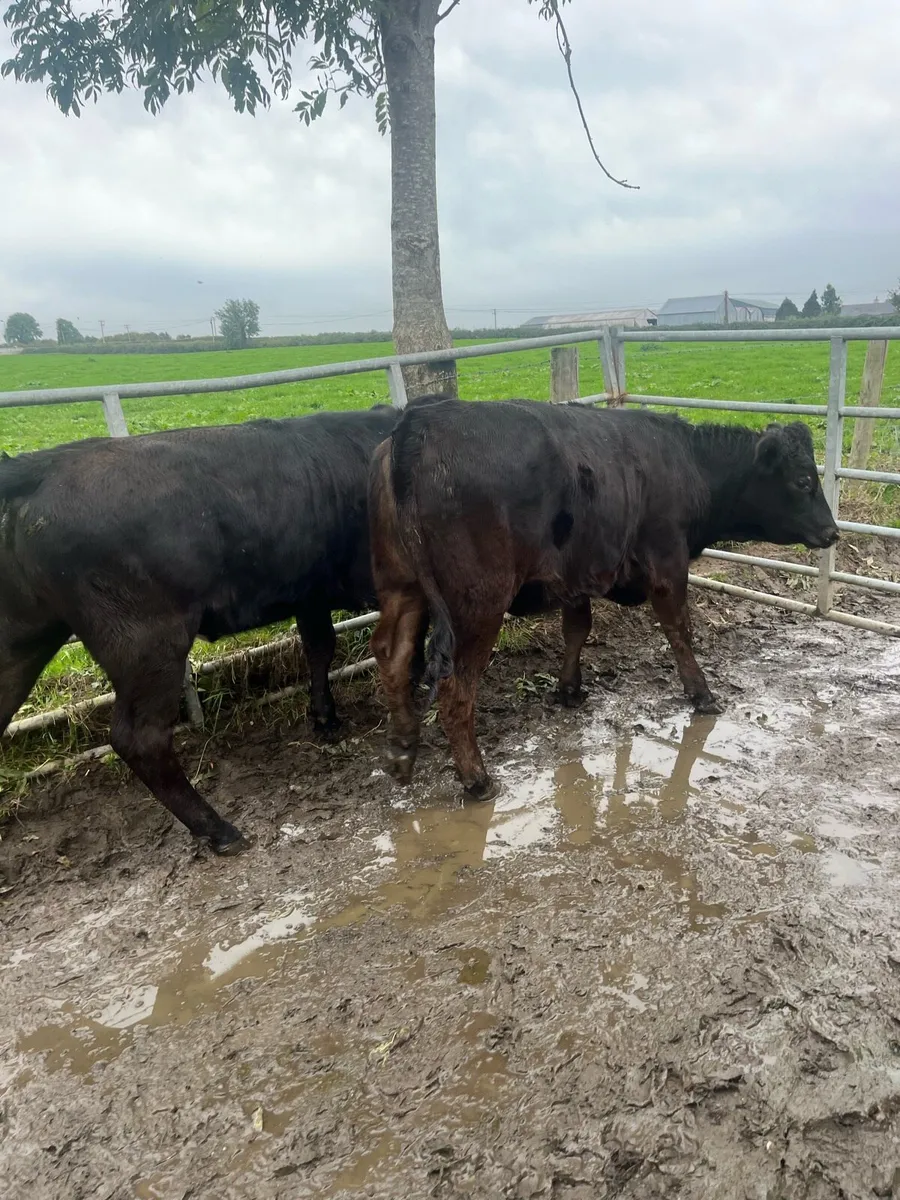 4 limousin weanling heifers - Image 1