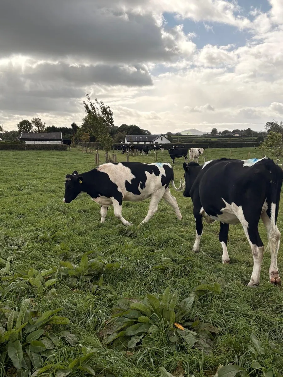 Pedigree Friesian Heifers for Sale - Image 1