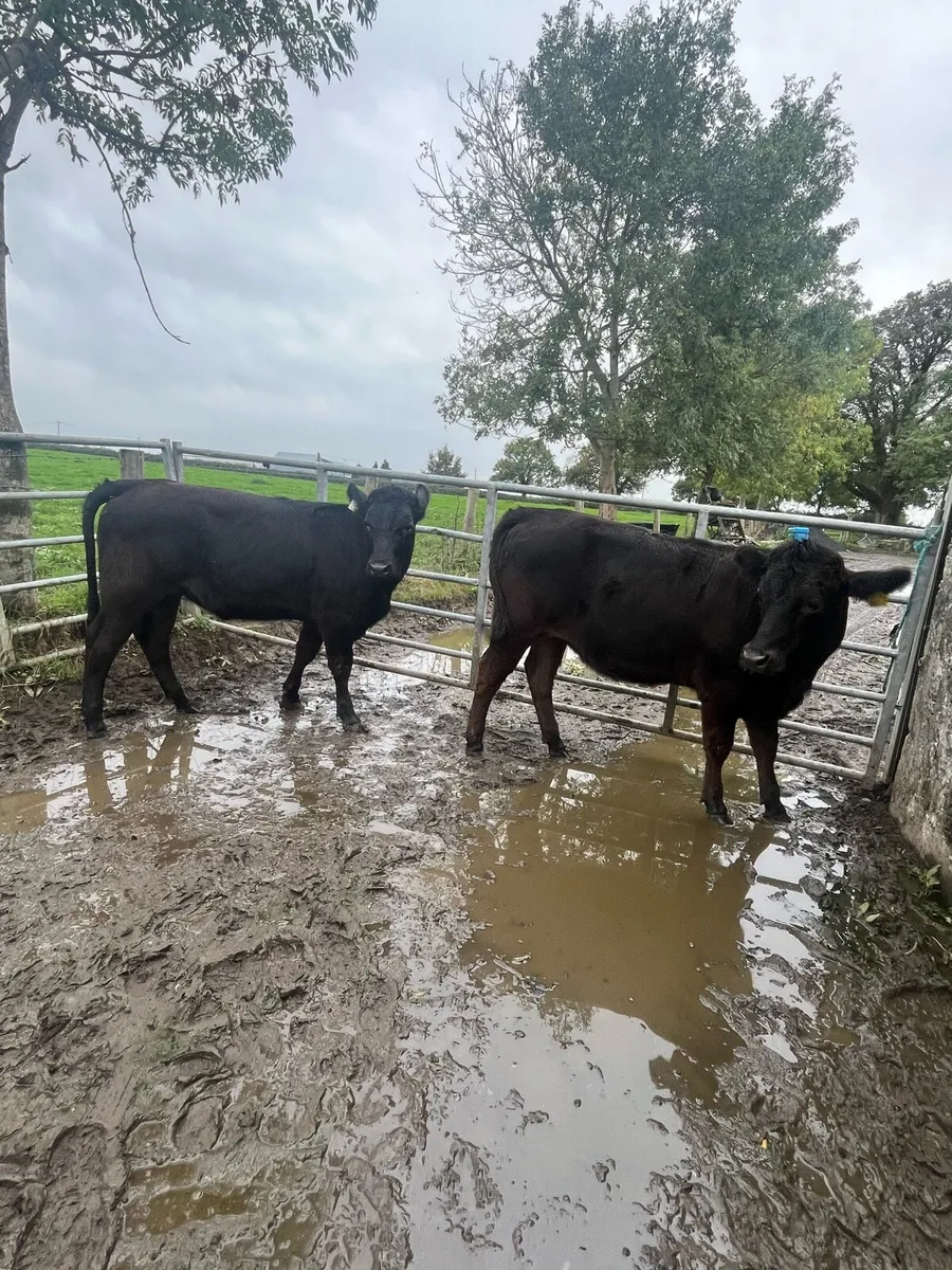 4 limousin weanling heifers - Image 2