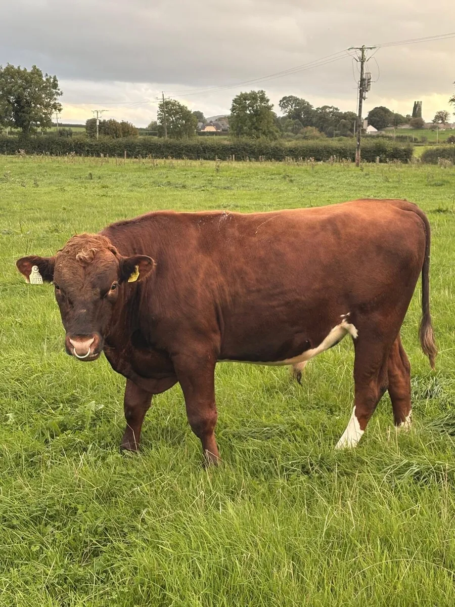 Pedigree Friesian Heifers for Sale - Image 3