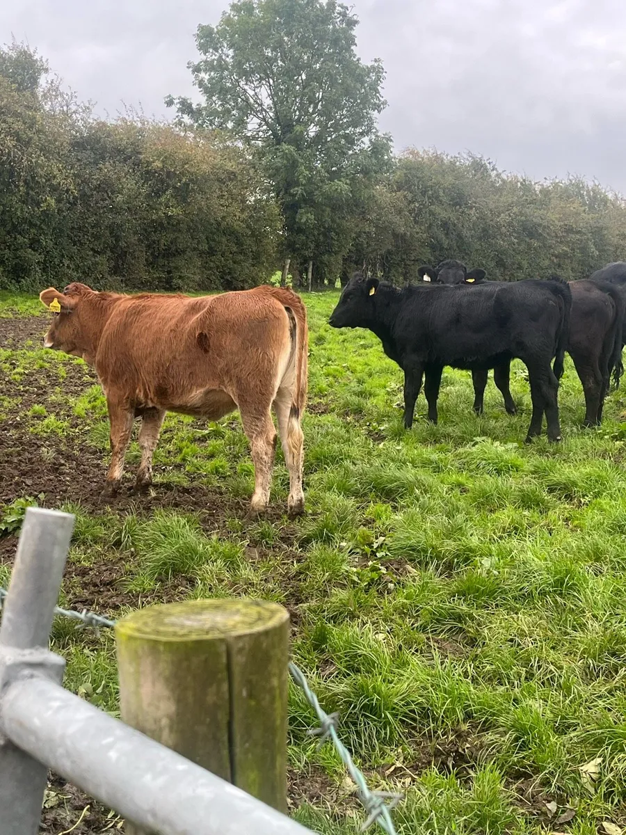 4 limousin weanling heifers - Image 3