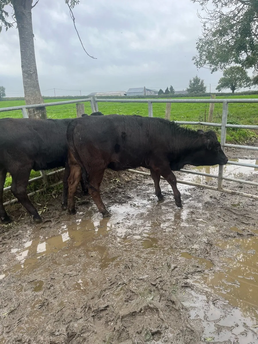 4 limousin weanling heifers - Image 4