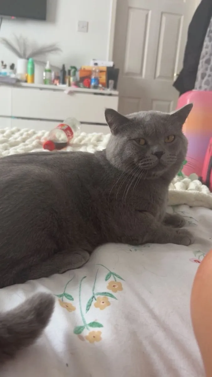 British shorthair - Image 1