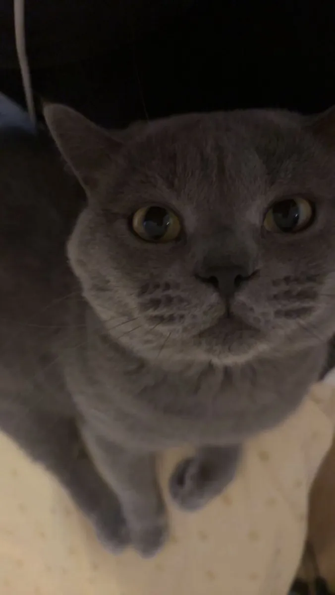 British shorthair - Image 2
