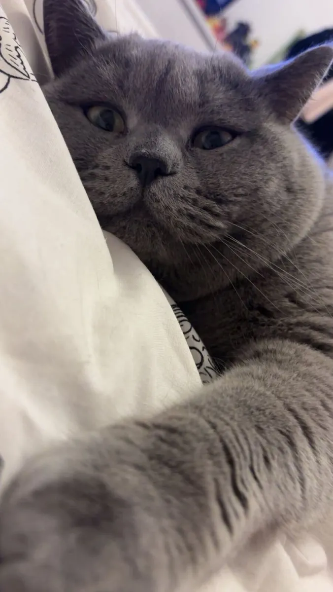 British shorthair - Image 3