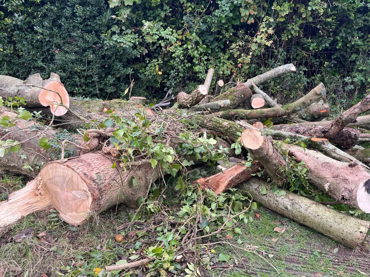Firewood for sale - Image 1