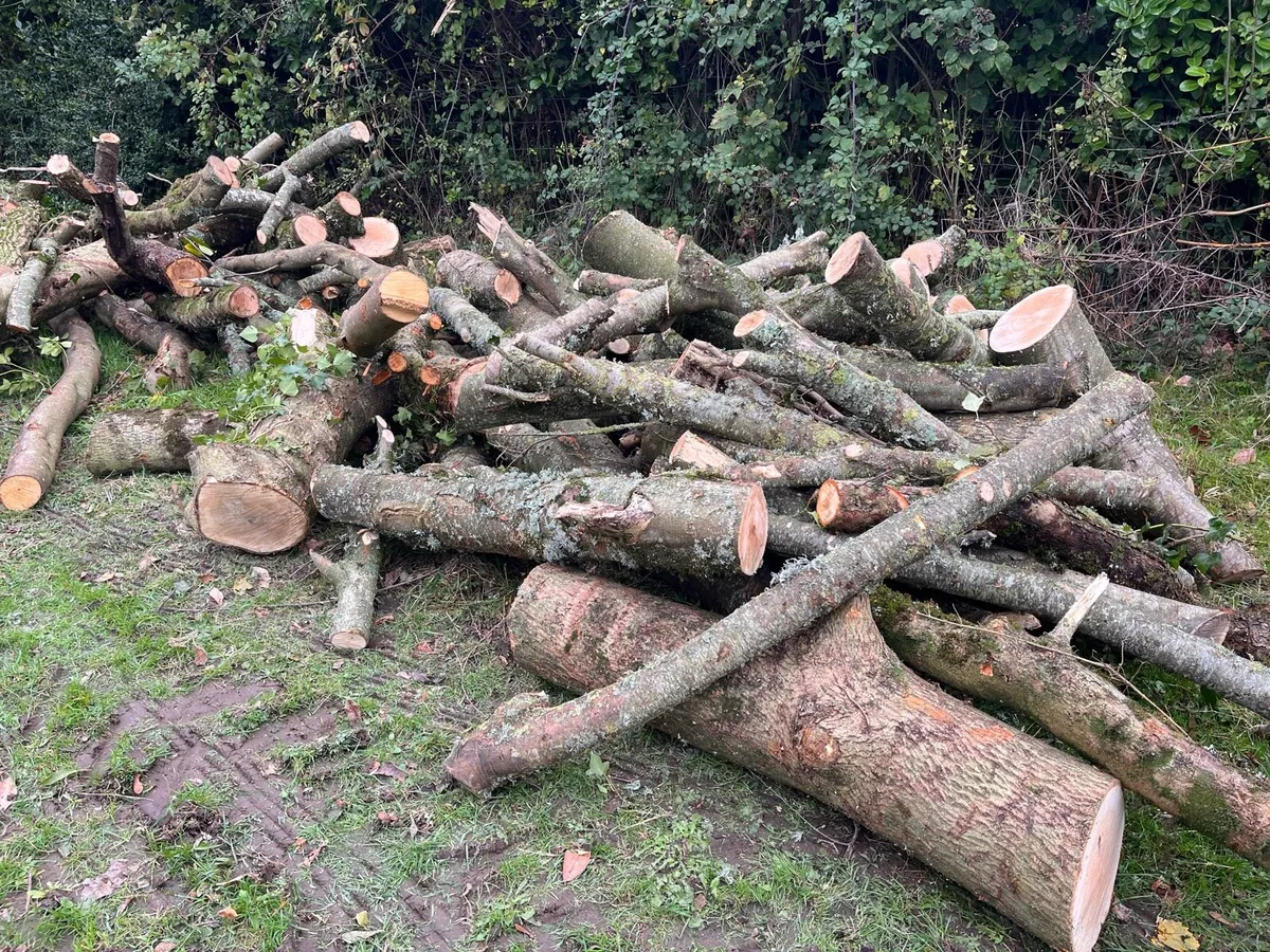 Firewood for sale - Image 2