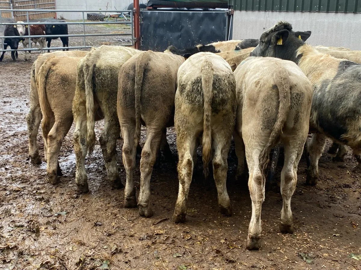 12 Charolais/Blue Bullocks 300kg @ Lissava - Image 4