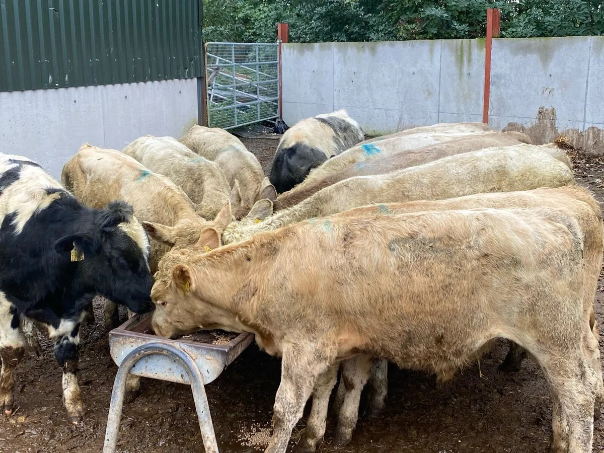 12 Charolais/Blue Bullocks 300kg @ Lissava - Image 1