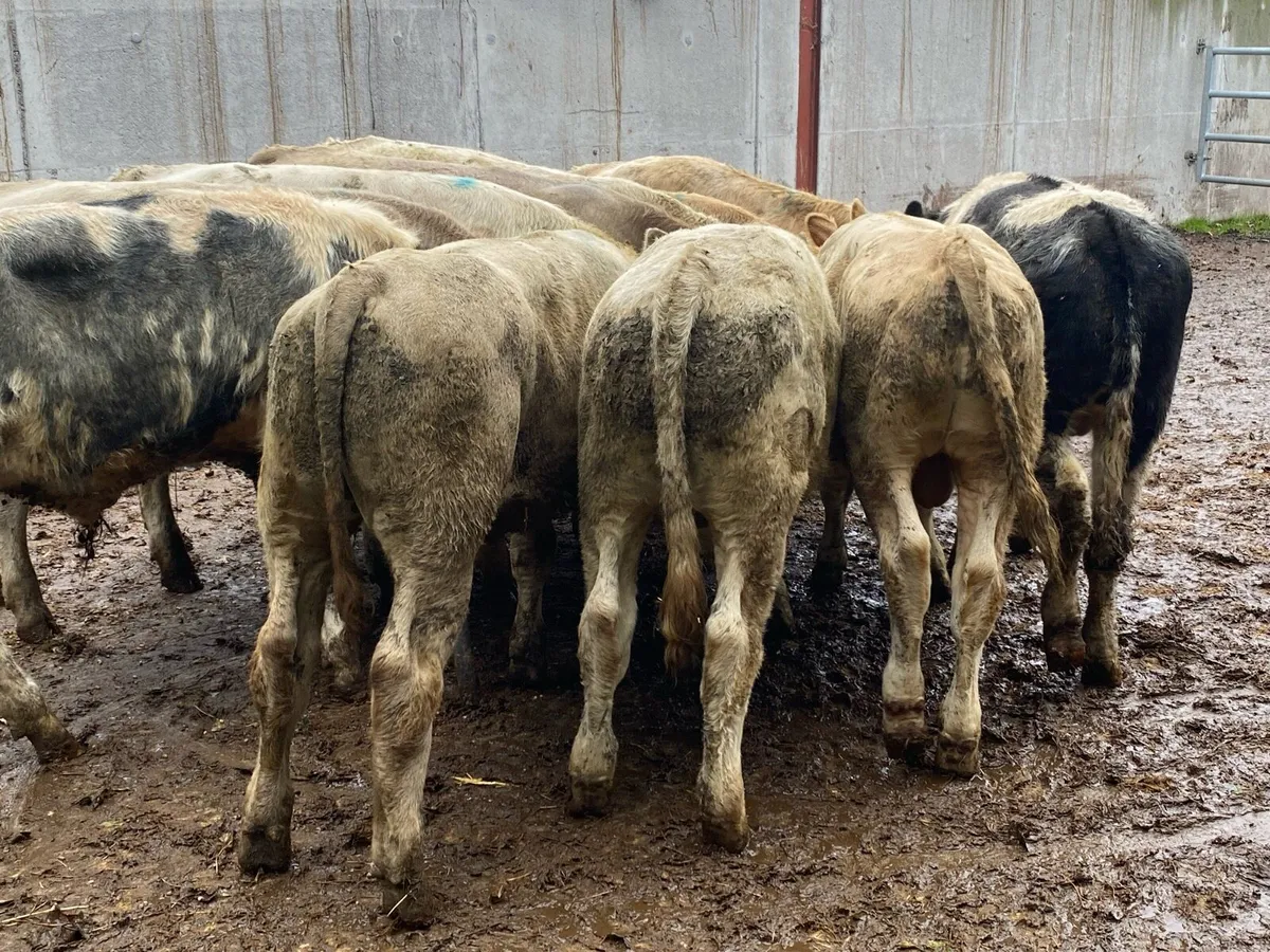 12 Charolais/Blue Bullocks 300kg @ Lissava - Image 2