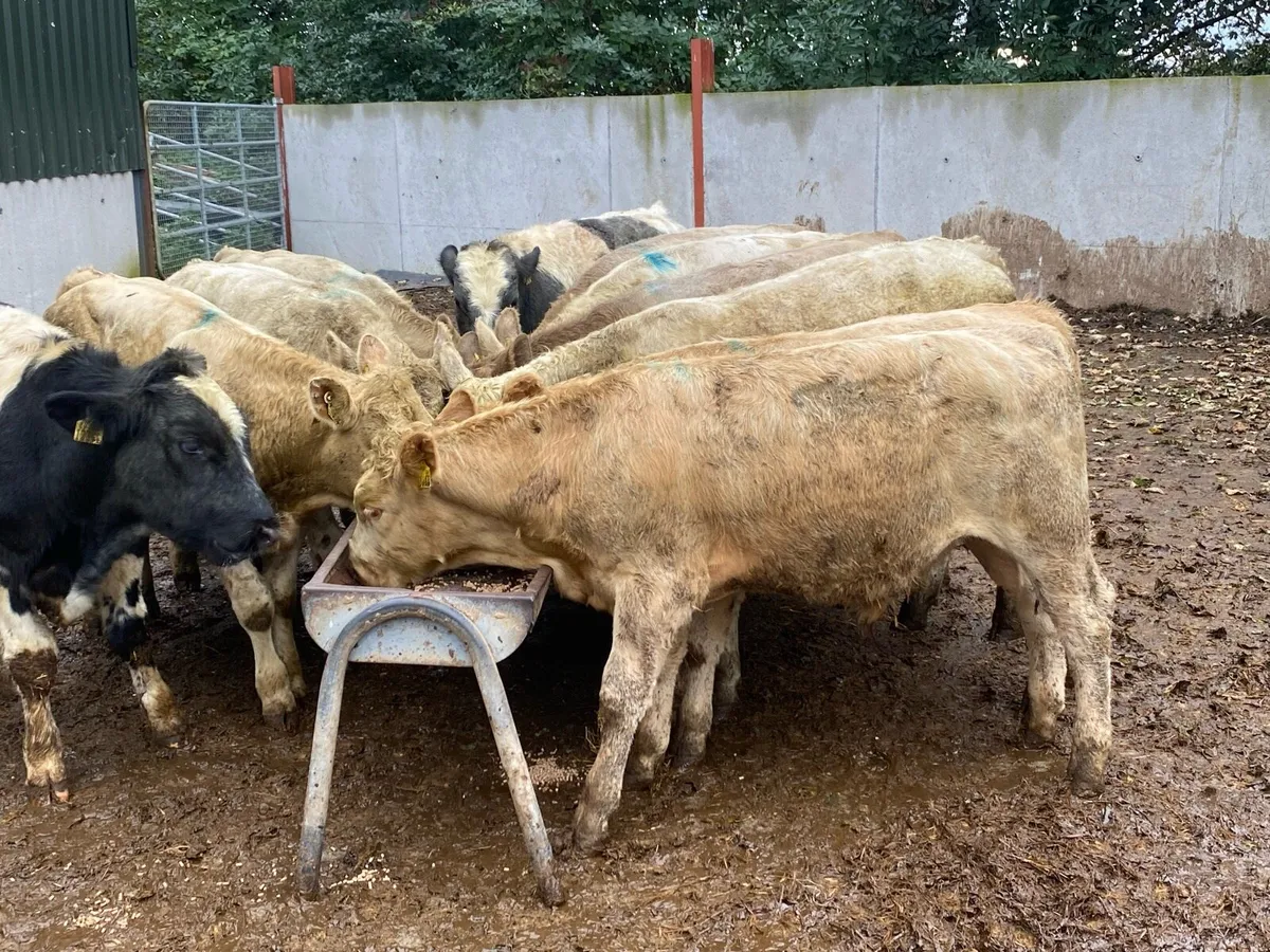 12 Charolais/Blue Bullocks 300kg @ Lissava - Image 3