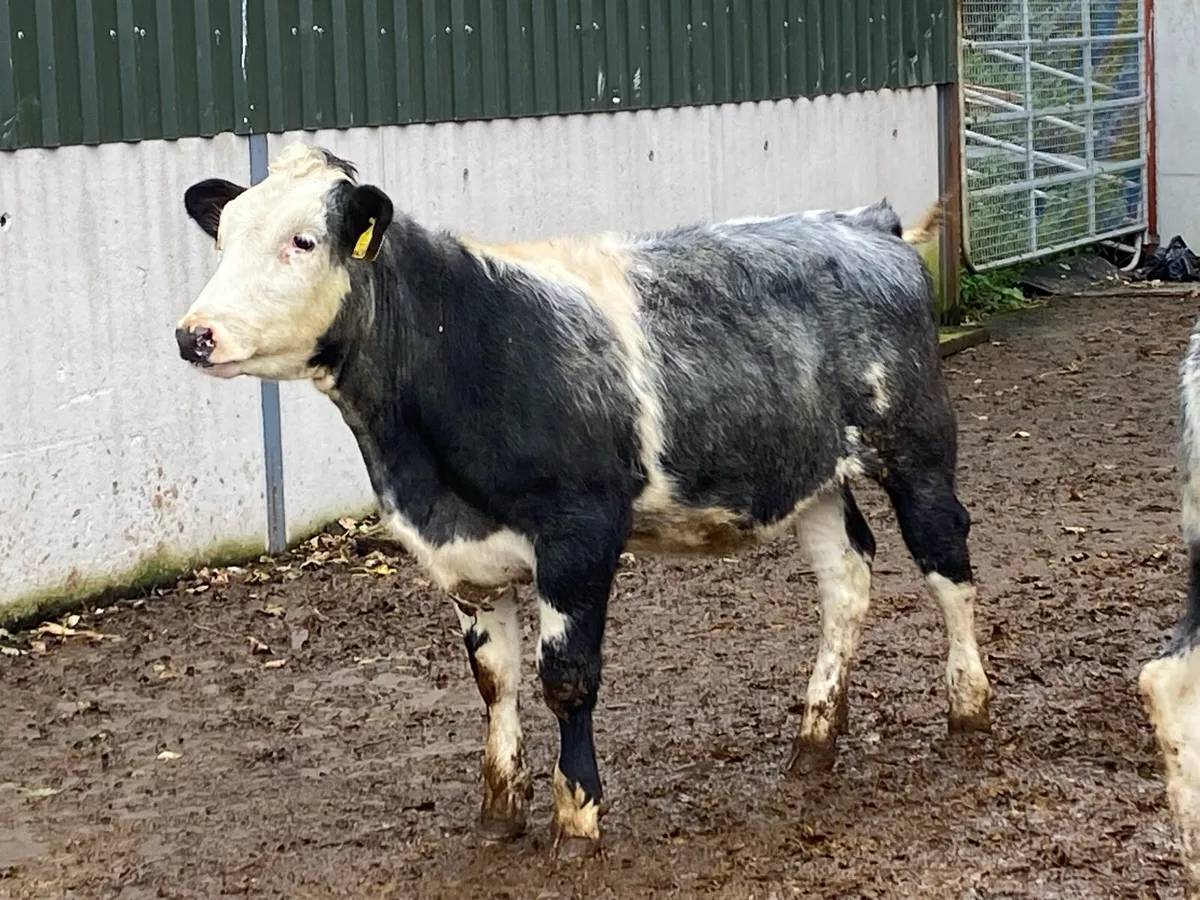 ⭐ 7 Blue Heifers Suitable for Breeding ⭐ - Image 3