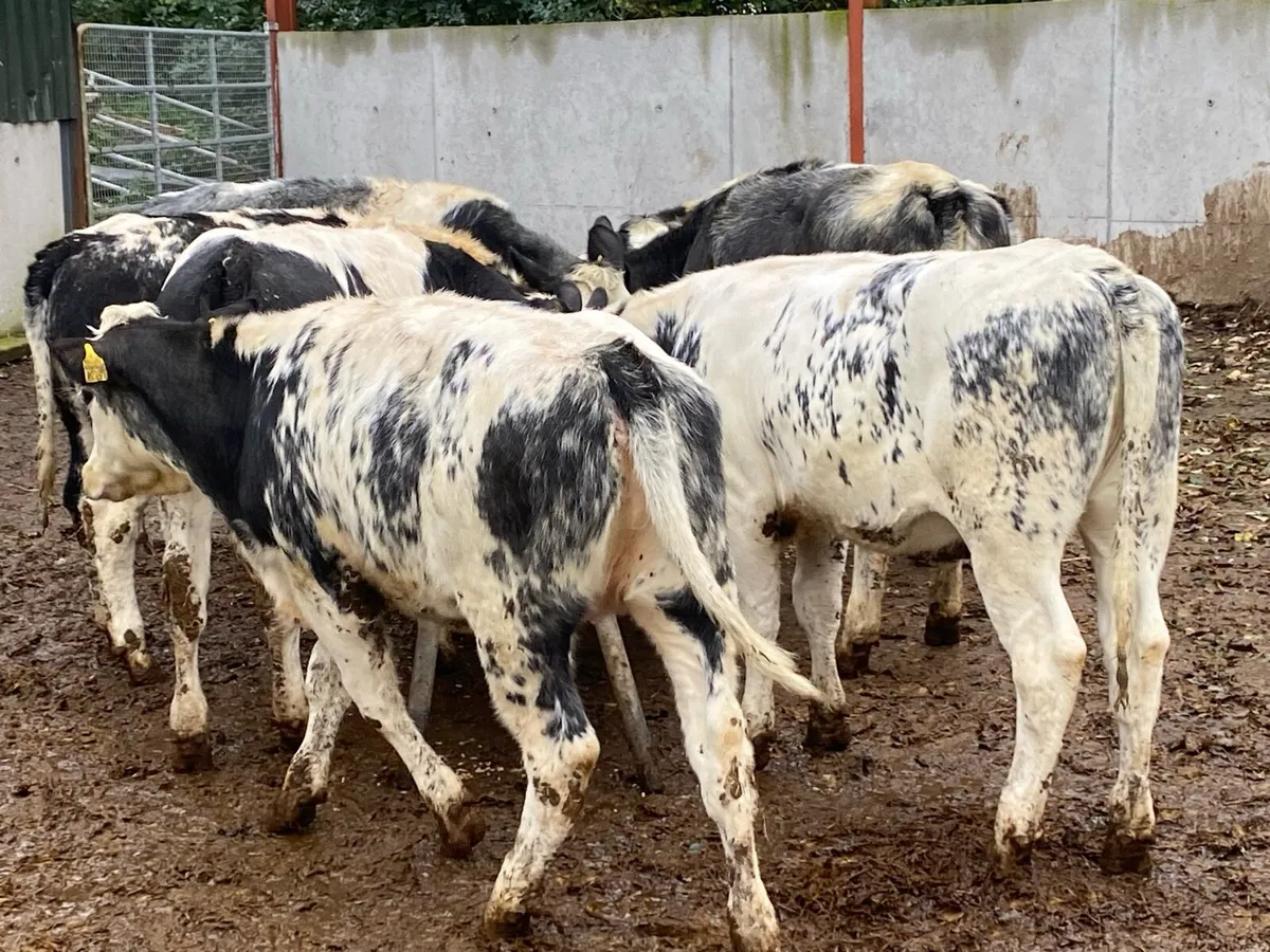 ⭐ 7 Blue Heifers Suitable for Breeding ⭐ - Image 4