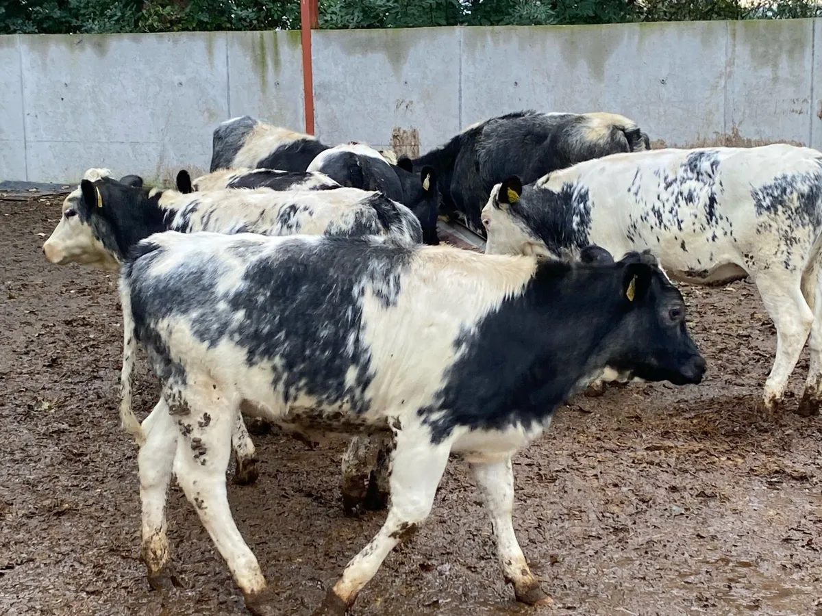 ⭐ 7 Blue Heifers Suitable for Breeding ⭐ - Image 1