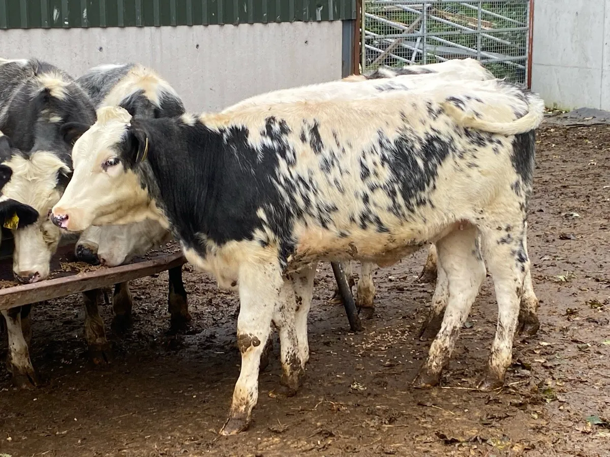 ⭐ 7 Blue Heifers Suitable for Breeding ⭐ - Image 2