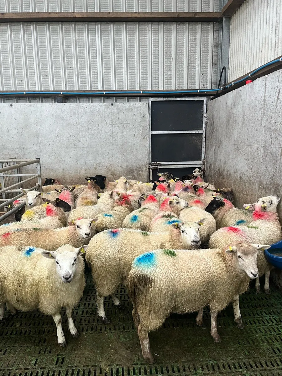 Ewe lambs - Image 1