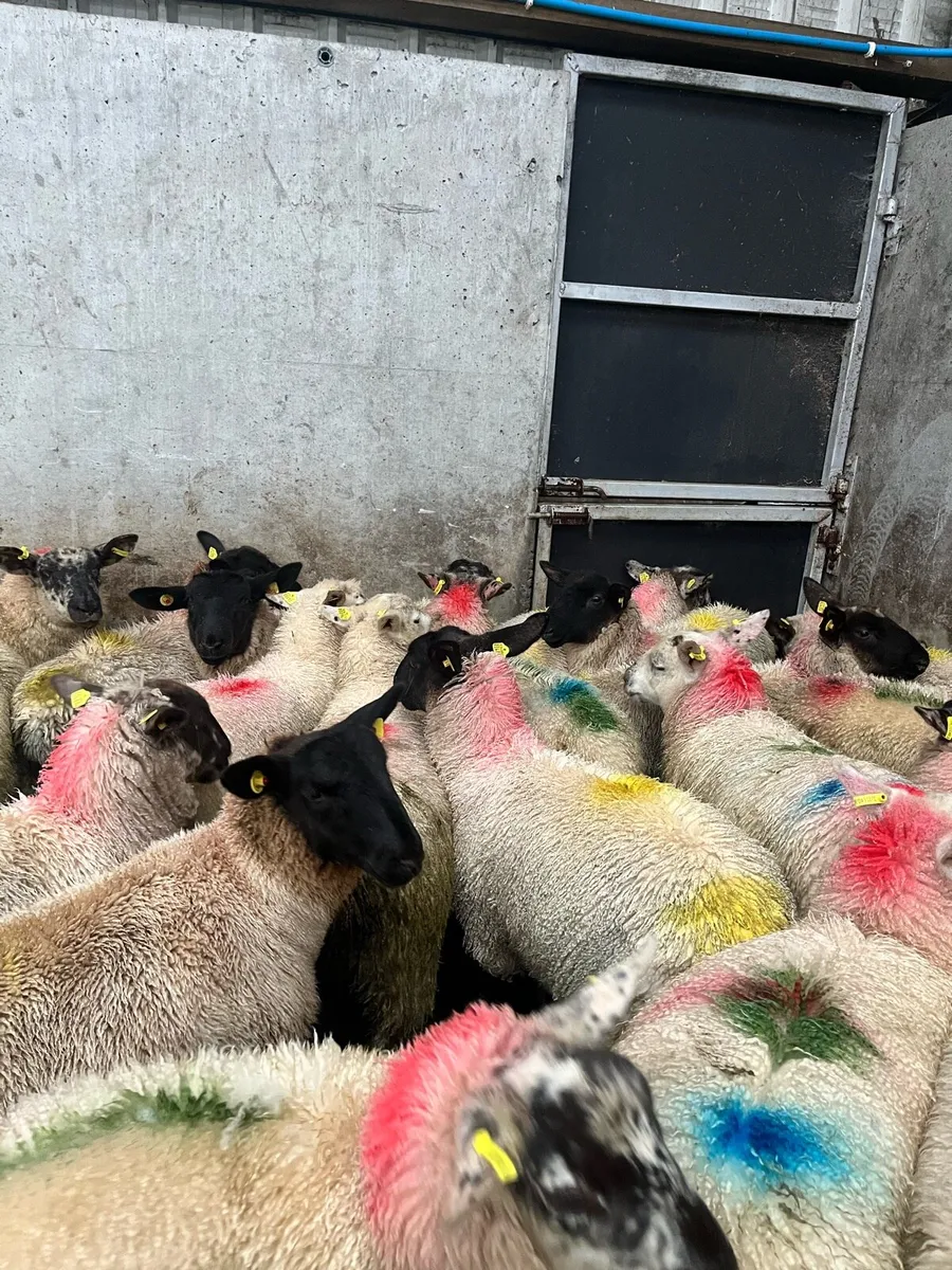 Ewe lambs - Image 4