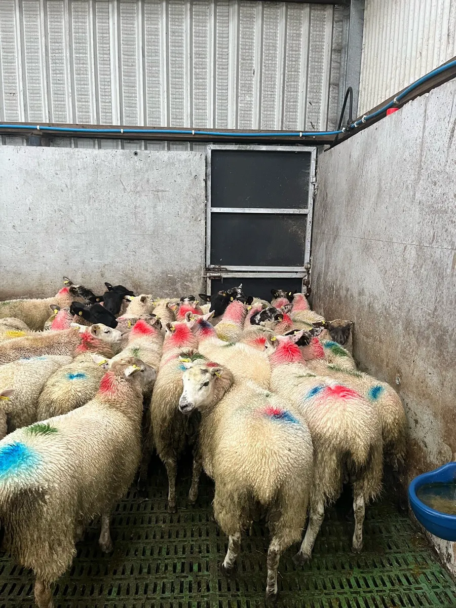 Ewe lambs - Image 2