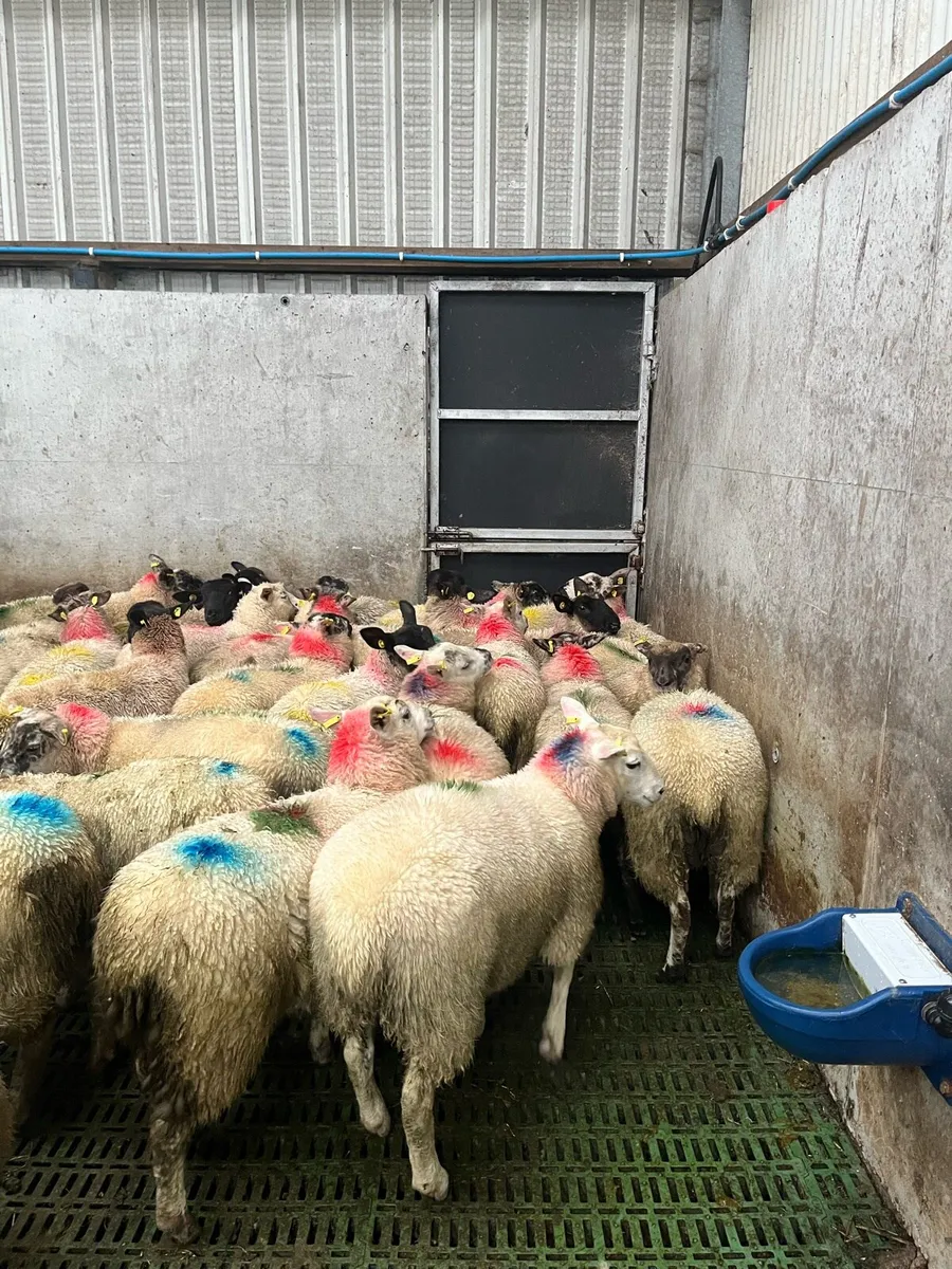 Ewe lambs - Image 3