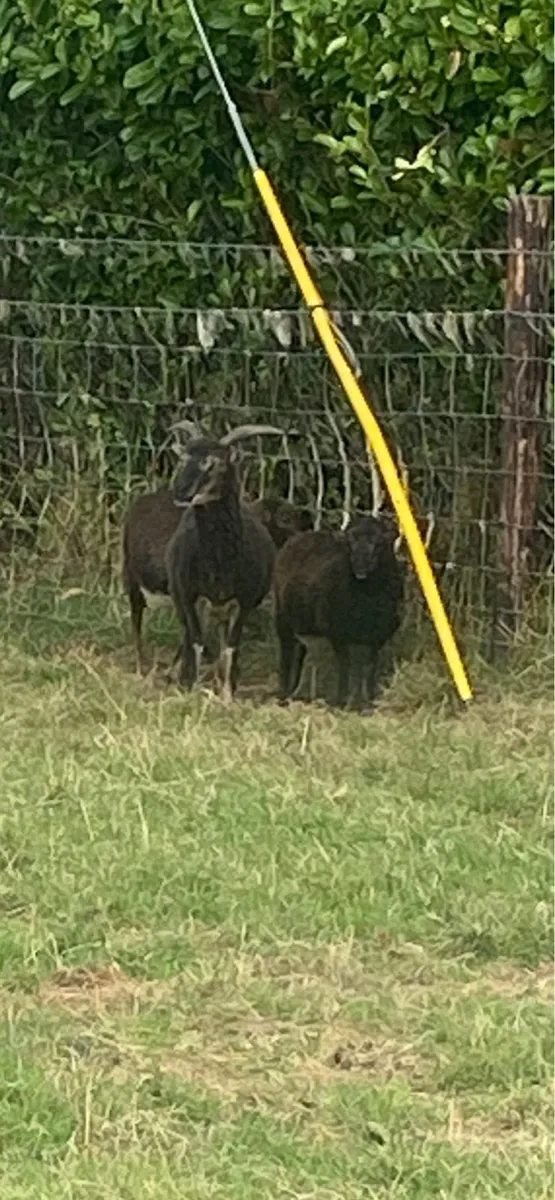 Shetland ewes and Lamb - Image 1