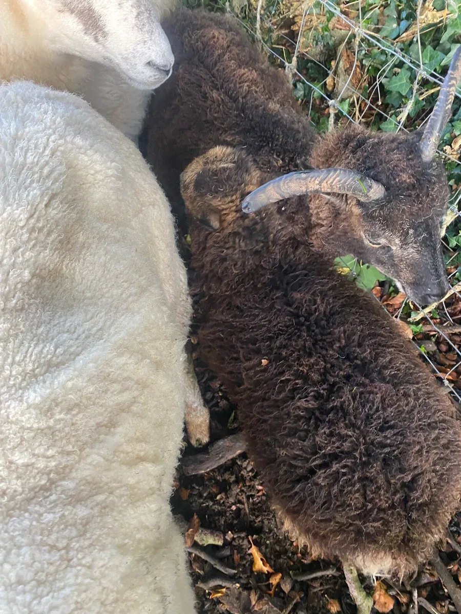 Shetland ewes and Lamb - Image 3