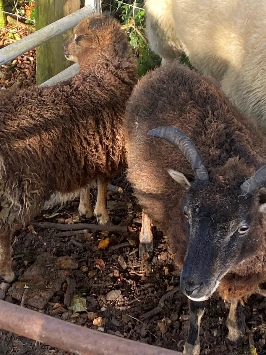 Shetland ewes and Lamb - Image 4