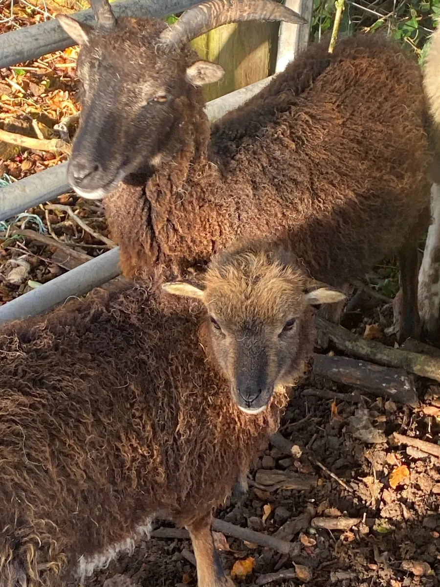 Shetland ewes and Lamb - Image 2