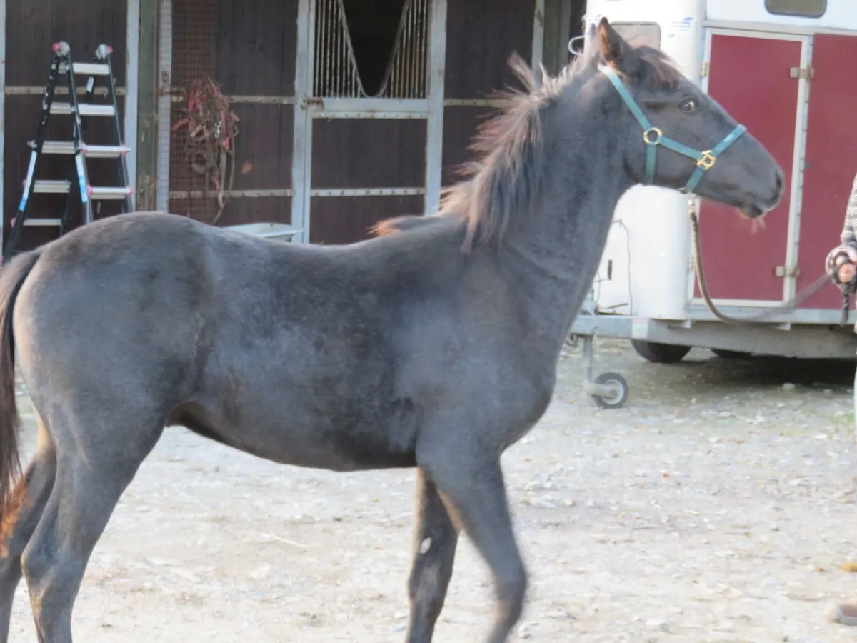 Equine - Image 1