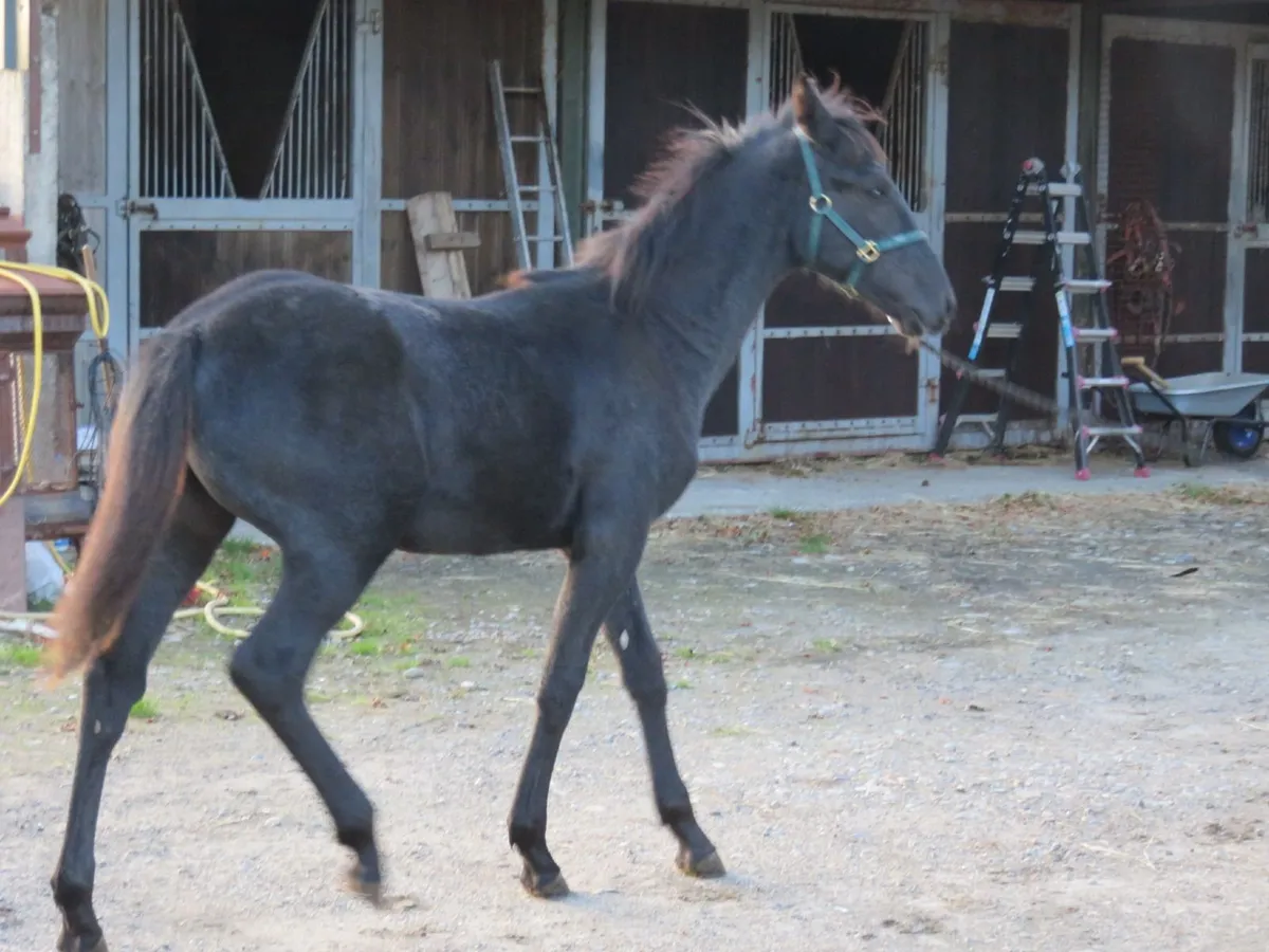 Equine - Image 2