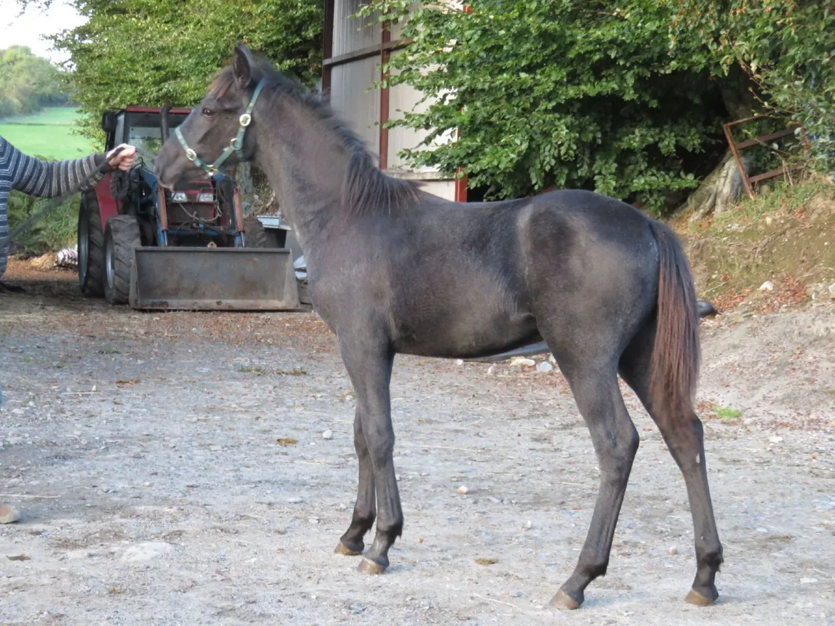 Equine - Image 3