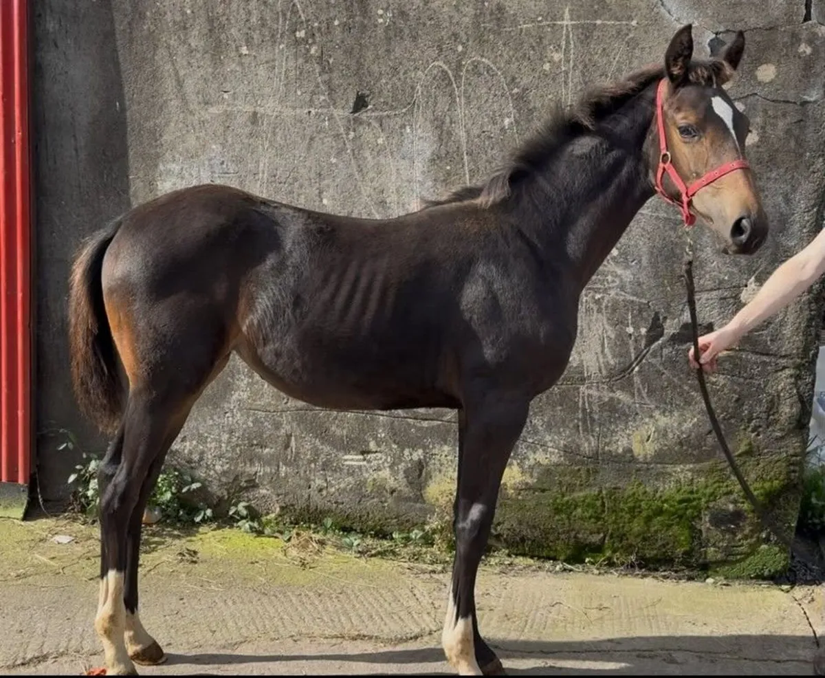 Sport Horse Foal - Image 1