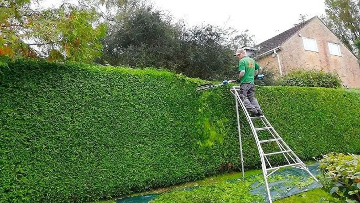 Hedge Cutting! - Image 4