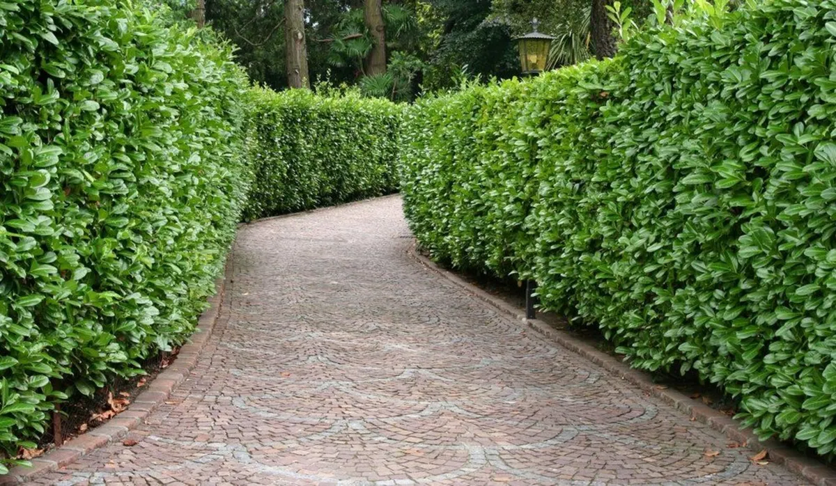 Hedge Cutting! - Image 3