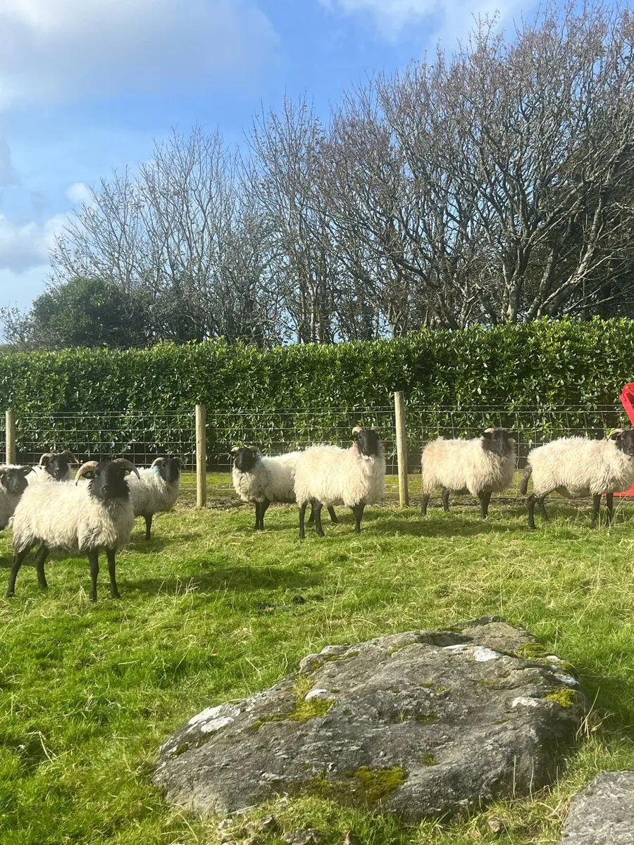 8 Blackface Ewes - Image 1